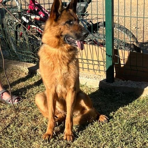 Pazzi, en adopción