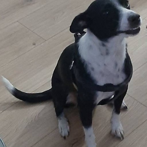 Hannah, en adopción