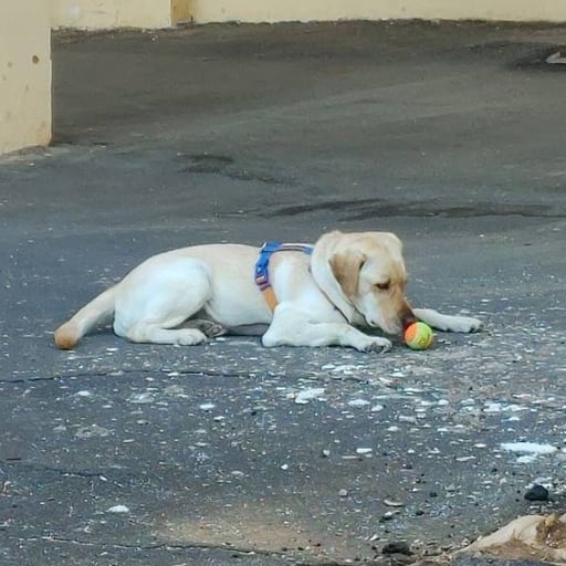 Pichuca, en adopción