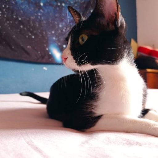Lyra, en adopción
