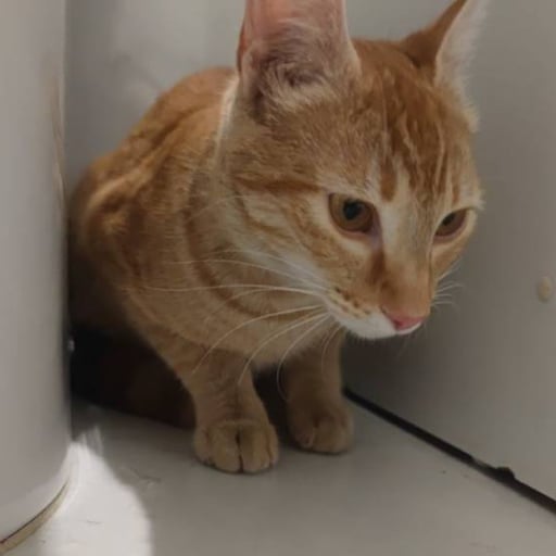 Queenie, en adopción