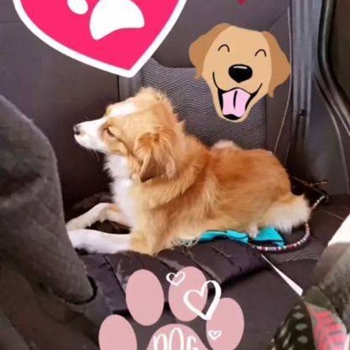 Ron, en adopción