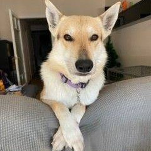 Arkan, en adopción