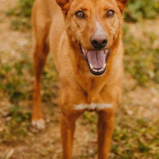 Carmí, en adopción