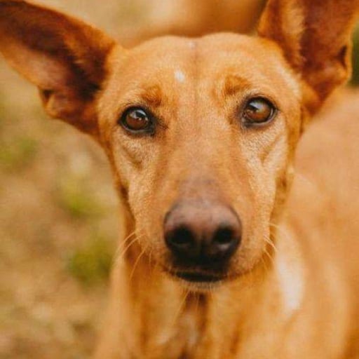 Lotta, en adopción