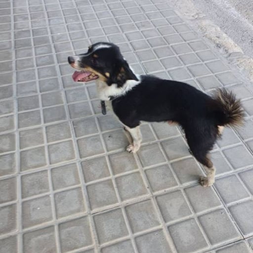 Roky, en adopción