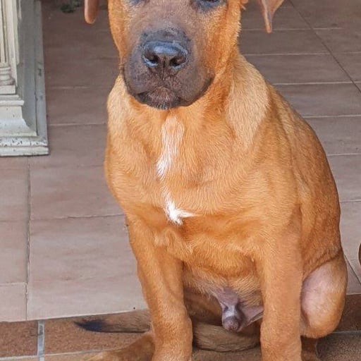 Baloo, en adopción