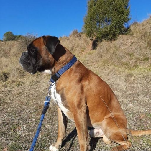 Fox the 5th, en adopción