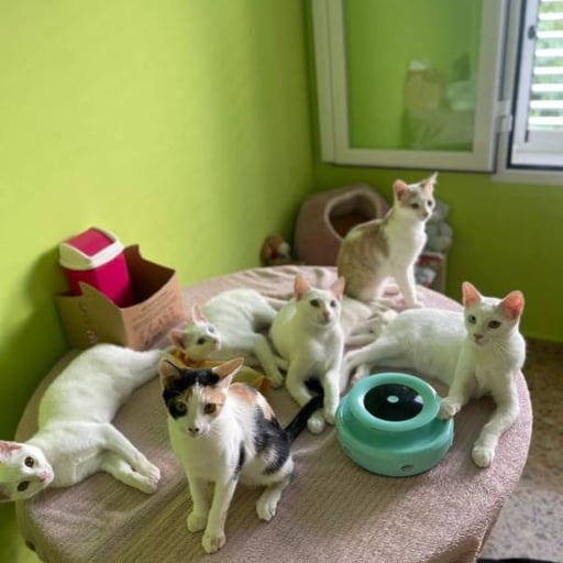 Limón, fresa, canela, trico y celeste, en adopción