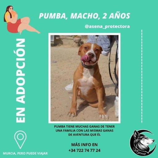 Pumba, en adopción