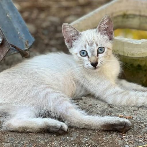 Copito de nieve, en adopción