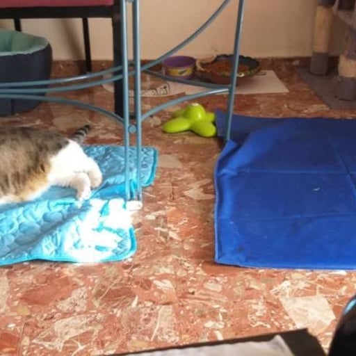 Nicolas, en adopción