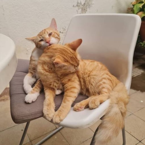 Sam y leo, en adopción