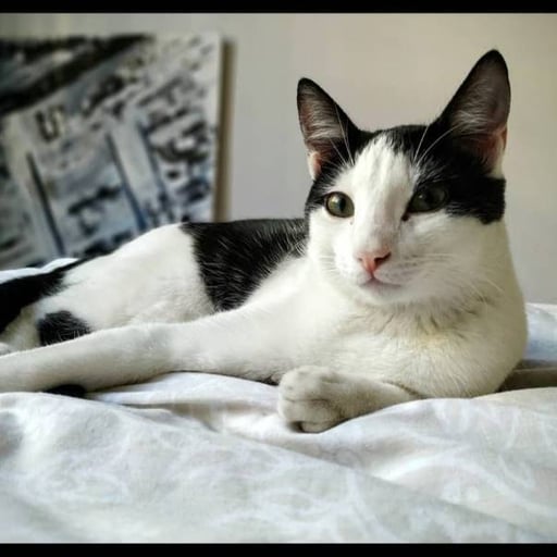 Mika, en adopción