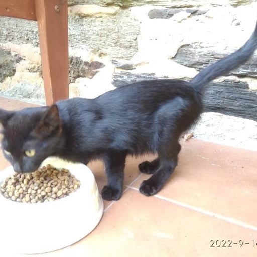 Gata, en adopción