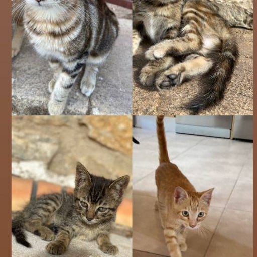 Adopcion gatitos, en adopción