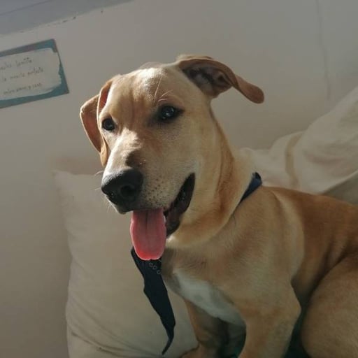 Simba, en adopción