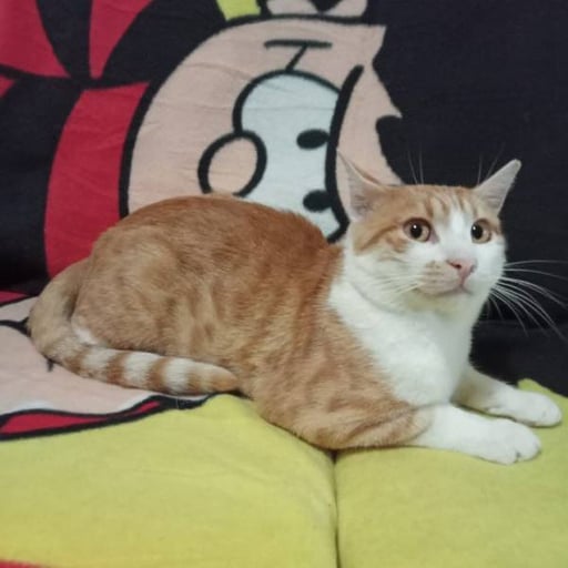 Rasty, en adopción
