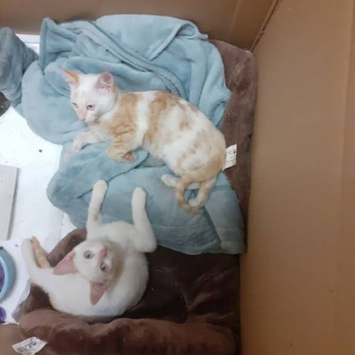 Peluchitos, en adopción