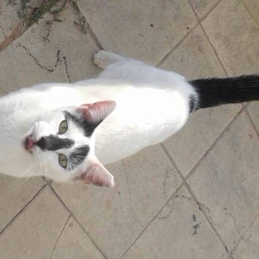 Fantin, en adopción