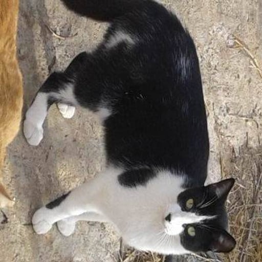 Gordi, en adopción