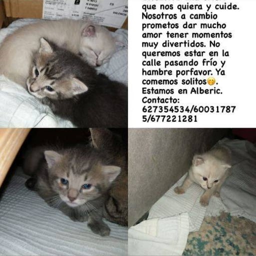 Camada de gatitos  machos y hembras, en adopción