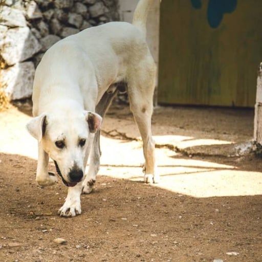 Baloo, en adopción