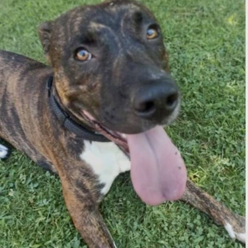 Dorian, en adopción