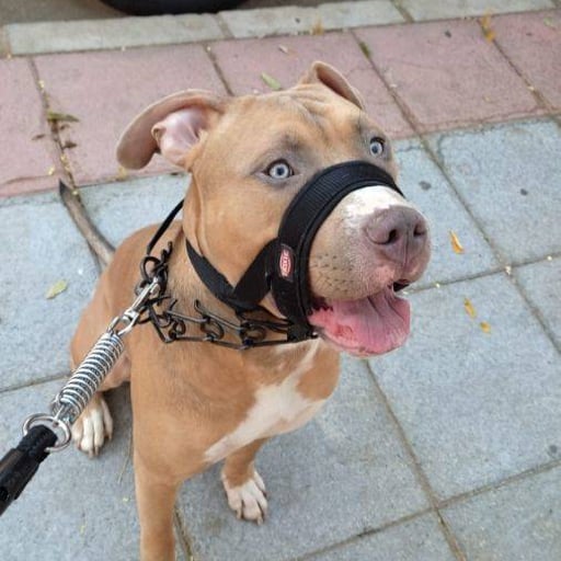 Blu, en adopción