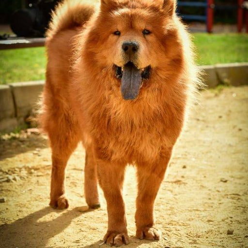 Willy, en adopción