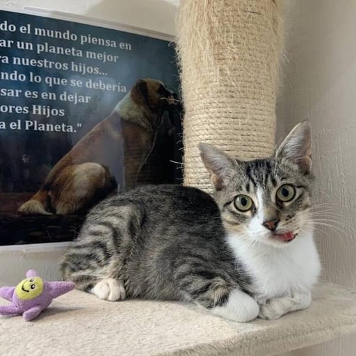 Infante, en adopción