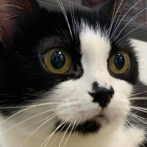 Mandy, en adopción