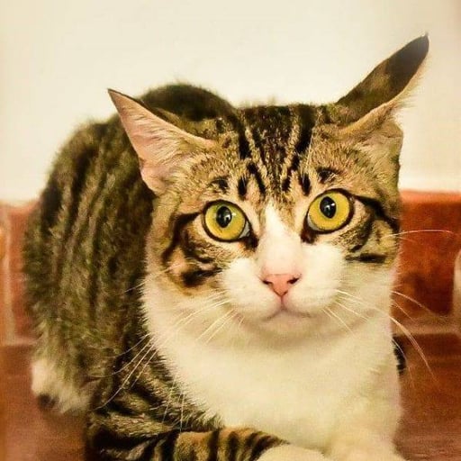 Siri, en adopción