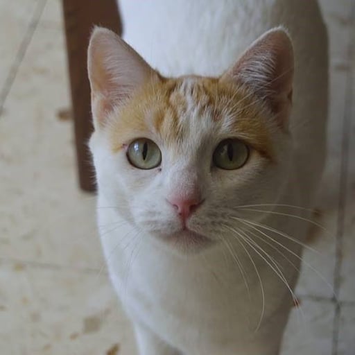 Doña inés, en adopción