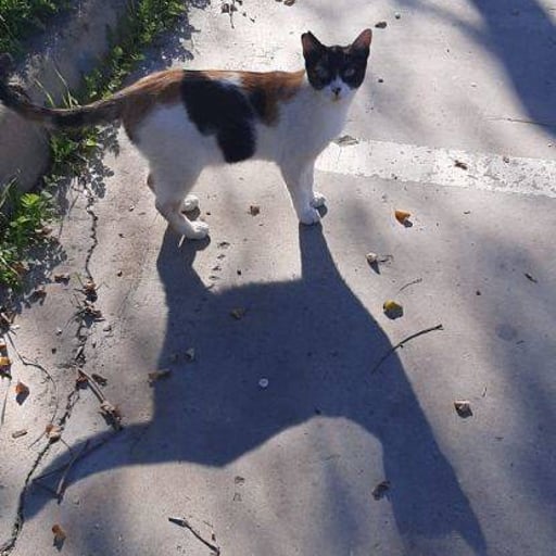 Maruchi, en adopción