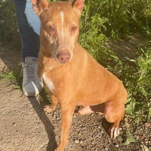 Silvestre, en adopción