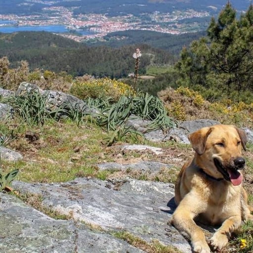 Cora, en adopción