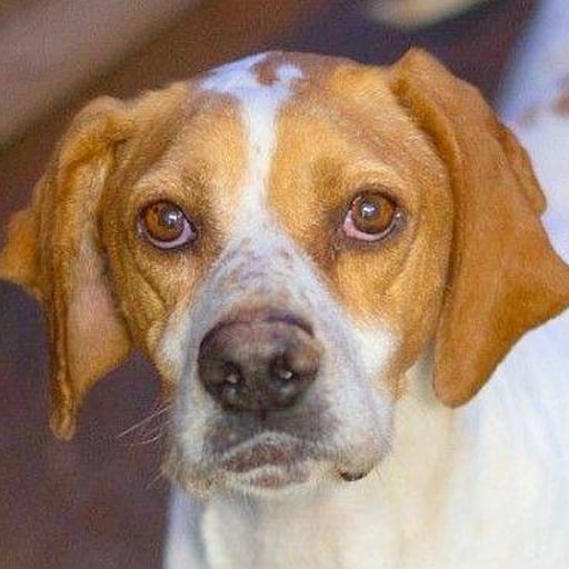 Sesmera, en adopción