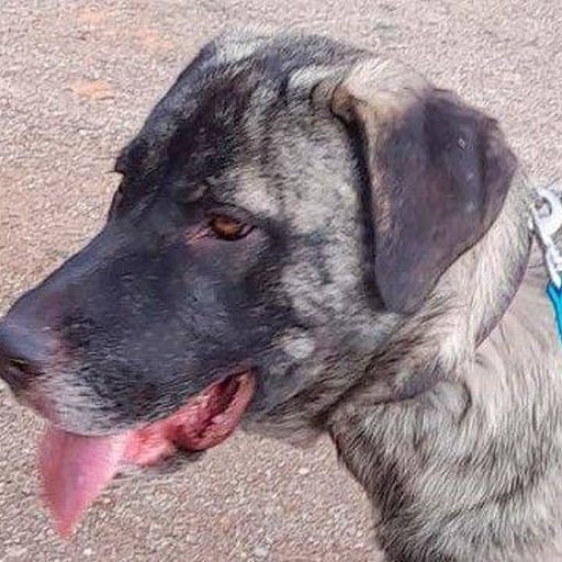 Texas, en adopción