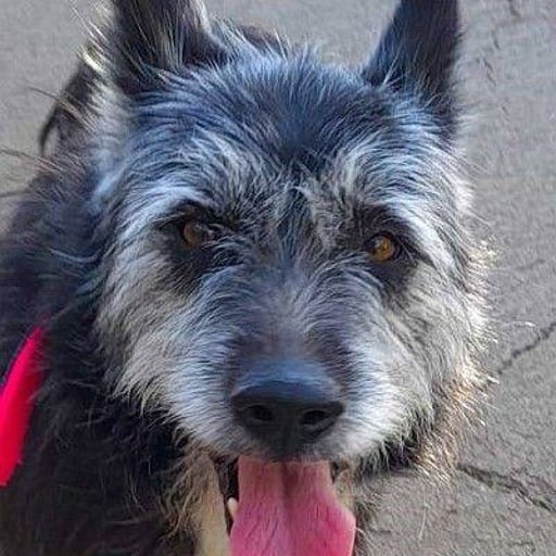 Canas, en adopción