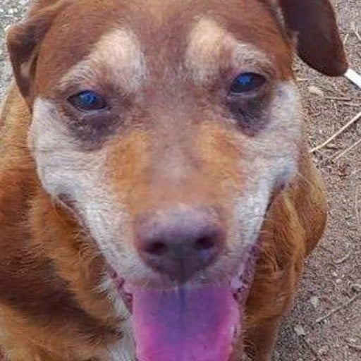 Curro, en adopción