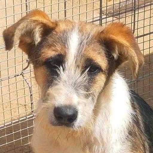 Vega, en adopción