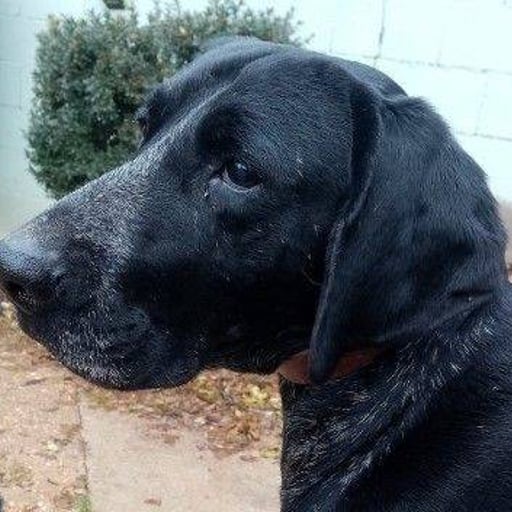 Sombra, en adopción
