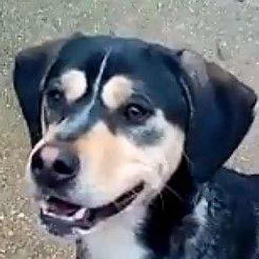 Buffi, en adopción
