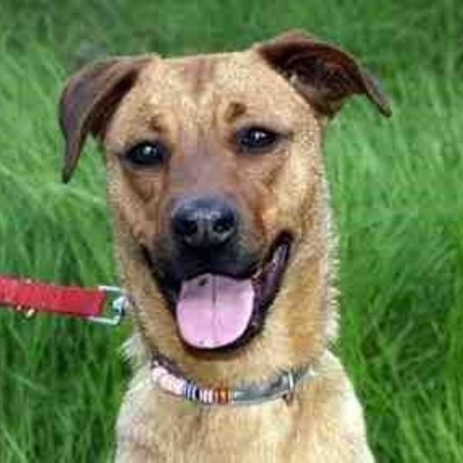 Berta, en adopción