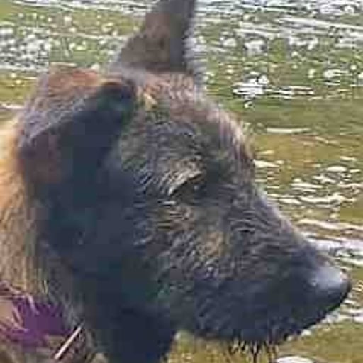 Torga, en adopción