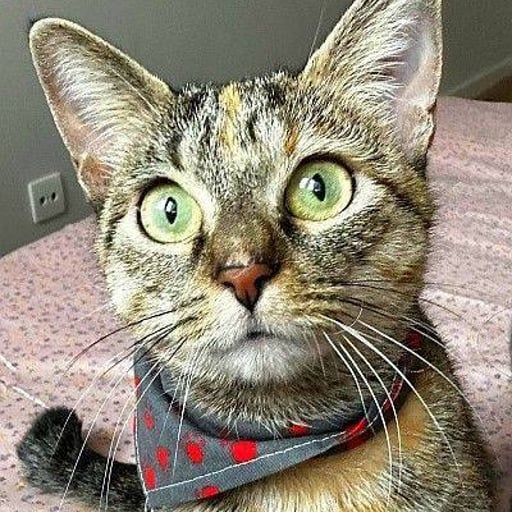 Arya, en adopción