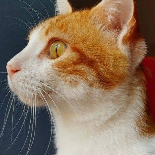 Dorito, en adopción