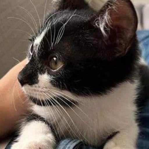 Dominó, en adopción