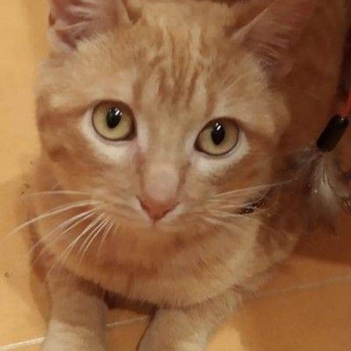 Mandarina, en adopción